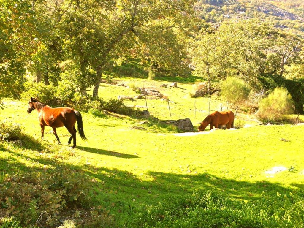 Гостевой дом Quinta Do Marvao Номер фото